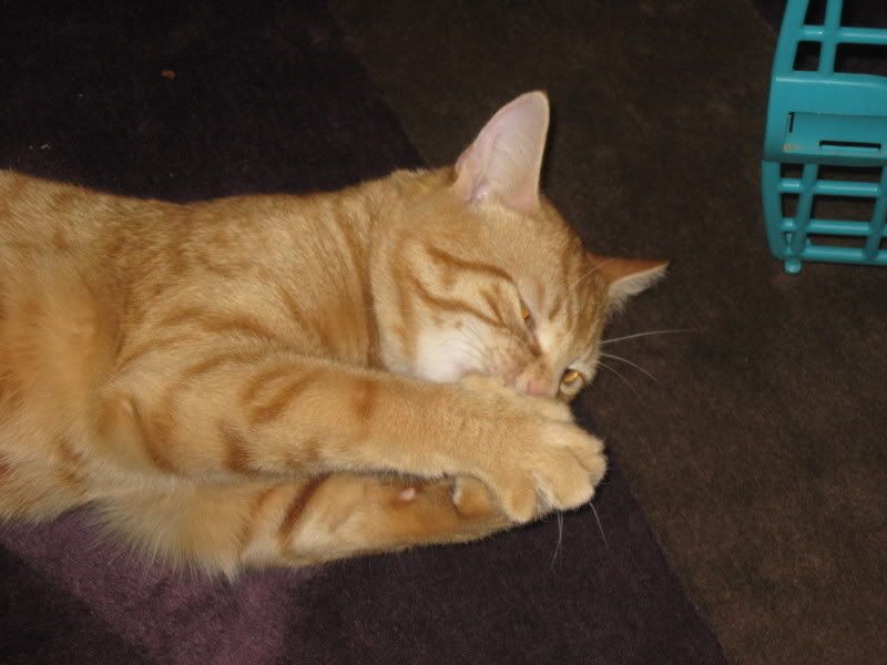 SamthecatFirstDay005.jpg