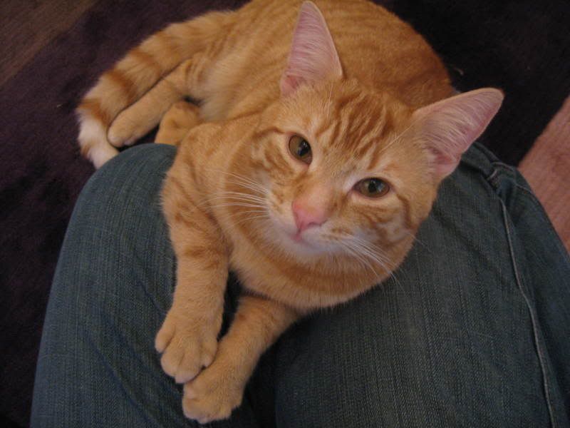 SamthecatFirstDay007.jpg