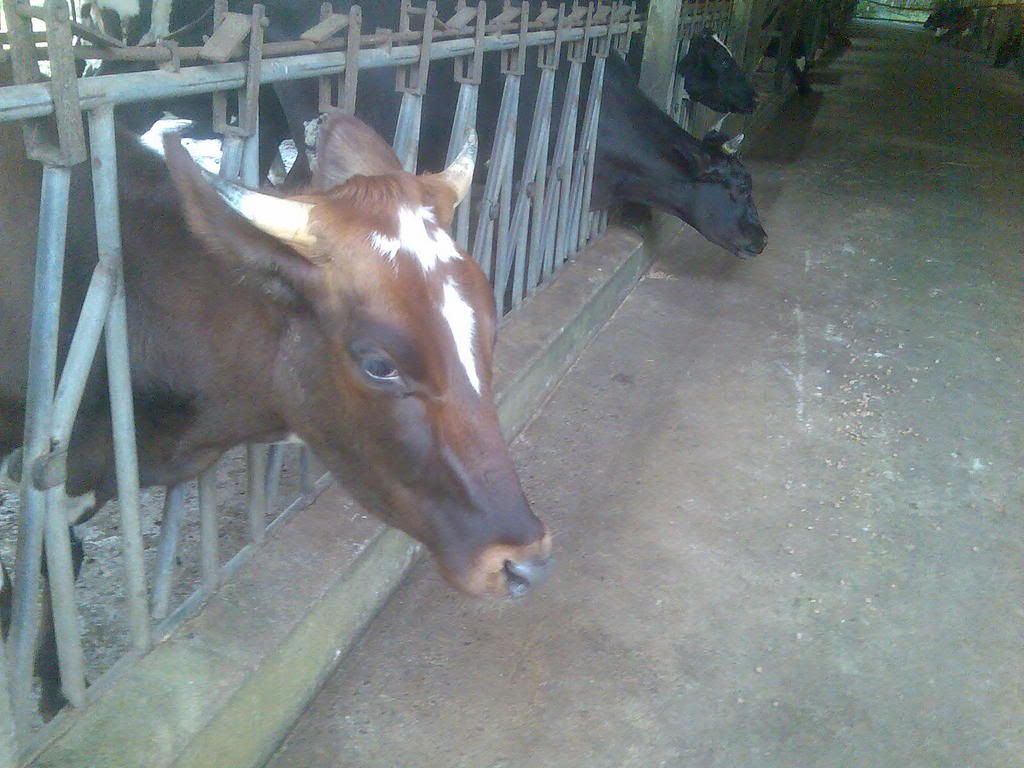 Photo Sharing and Video Hosting at Photobucket