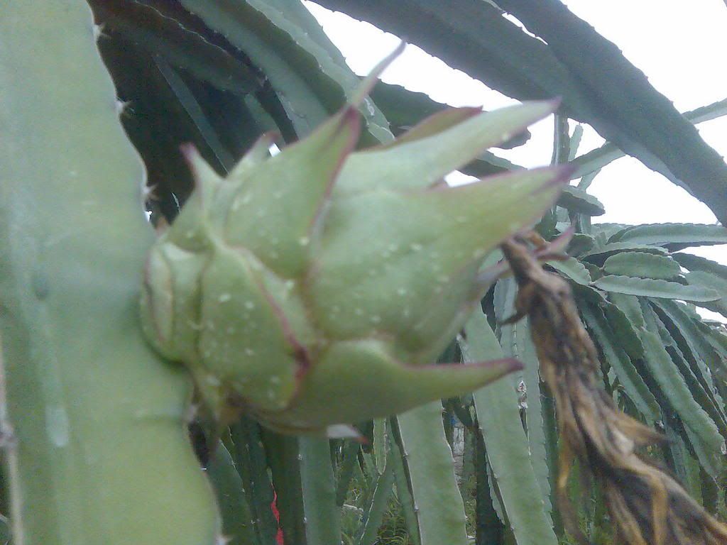 Photo Sharing and Video Hosting at Photobucket