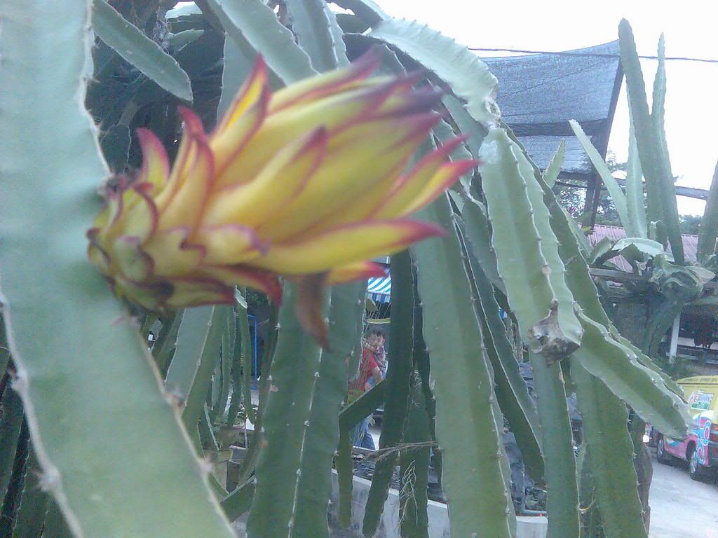 Photo Sharing and Video Hosting at Photobucket