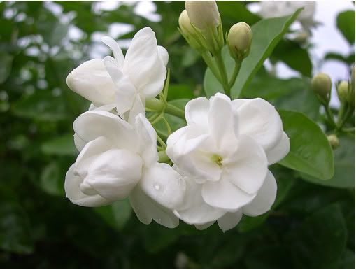 Jasmine Flower Pictures, Images and Photos