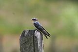 ChileanSwallow.jpg image by Brewerbackpacker