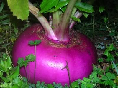 turnip Pictures, Images and Photos