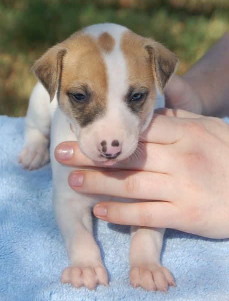 Lizzie4weeks-a.jpg