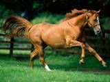 Running Horse Pictures, Images and Photos