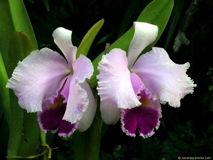 foto_de_flor_orquidea_05.jpg ORQUIDEA image by heidig78