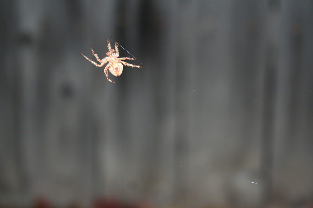 spider003.jpg