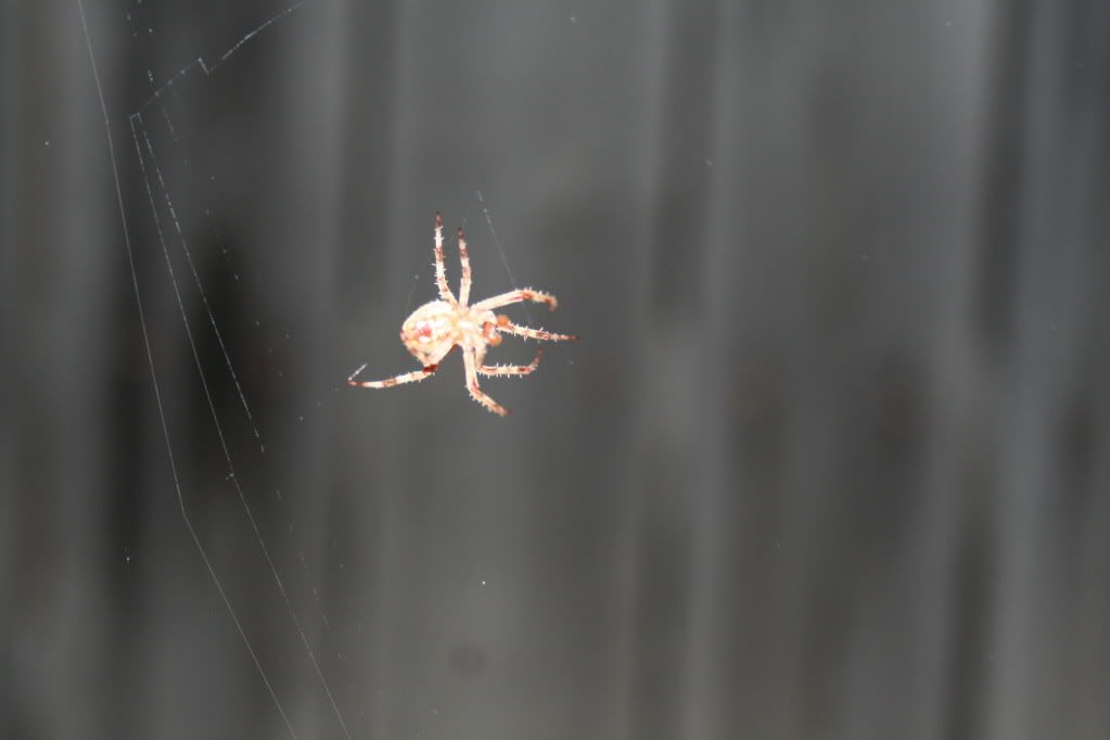 spider011.jpg