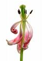 Arabesque Tulip