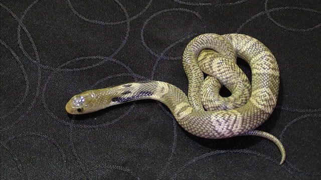 White-lipped Cobra