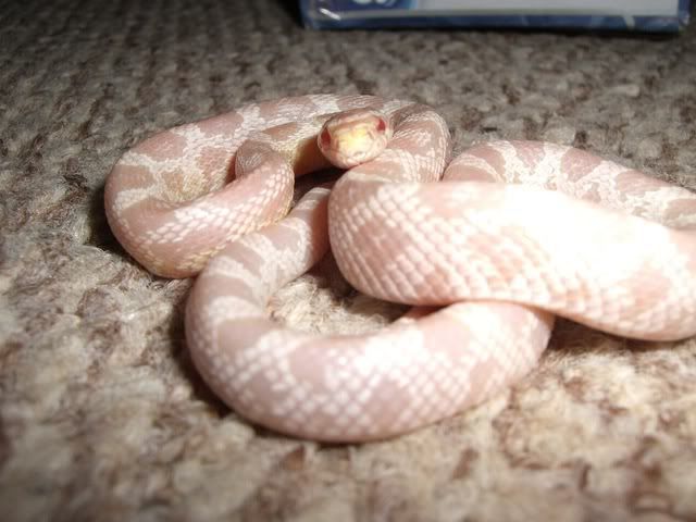 Picture013.jpg