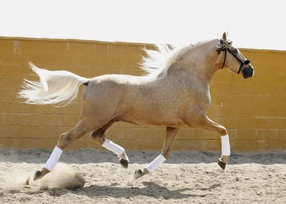palomino.jpg