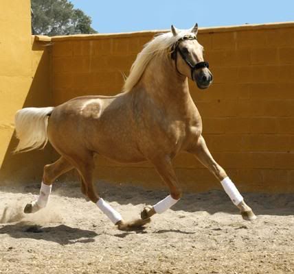 palomino2.jpg