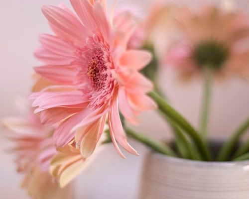 iek Resimleri (5 Katalog)