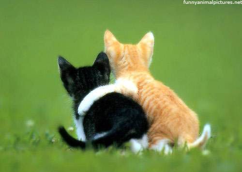 best_friends_51.jpg image by jackigasolina