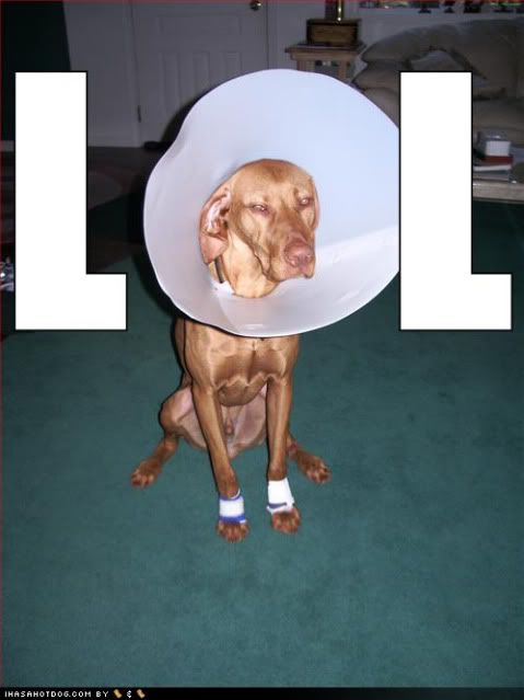 funny-dog-pictures-cone-lol.jpg Cone of Shame image by mandrake62896