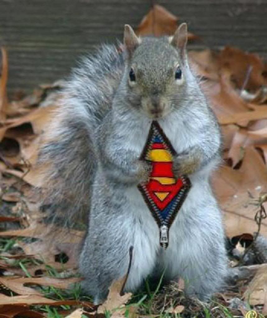 super_squirrel.jpg