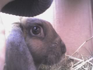 Bunny2.jpg