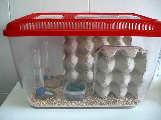 GRILLO HABITAT grillo habitat: