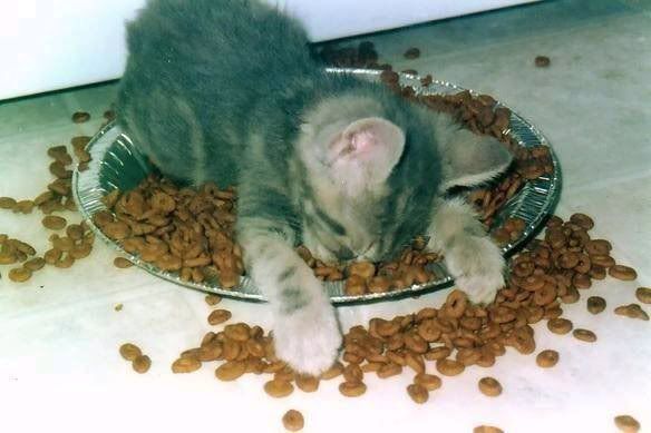 Cat In Food Pictures, Images and Photos