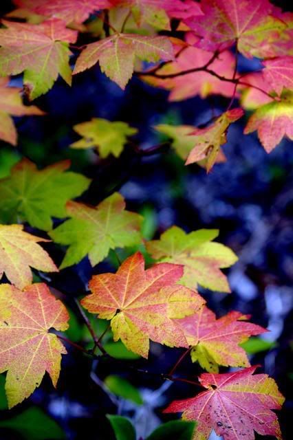 Fall.jpg%20Autumn%20Leaves%20image%20by%20lynnasanch