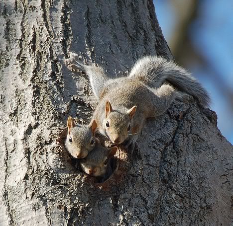 Squirrels Pictures, Images and Photos