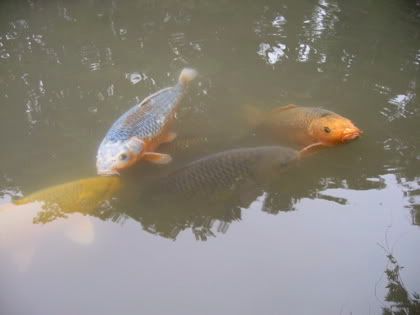 色とりどりの錦鯉