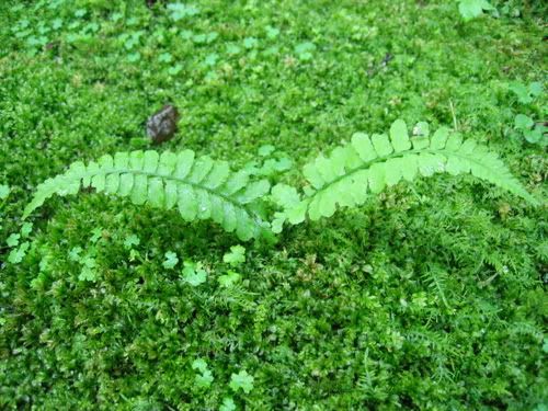 苔の上に生えるシダの幼苗