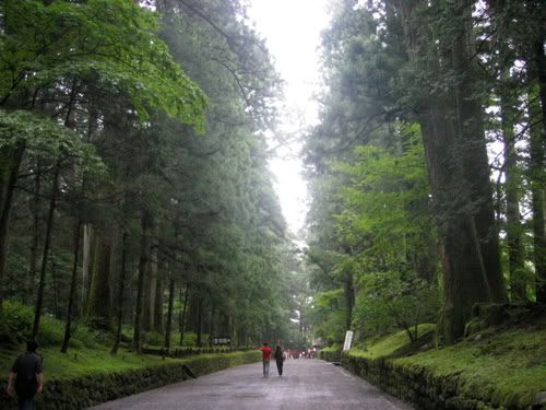 こぬか雨の参道と杉並木