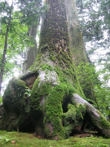 杉の大木と苔むした根