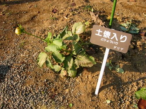 「土俵入り」というダリア。つぼみが一輪