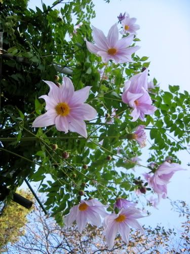 薄紫のコダチダリアの花々