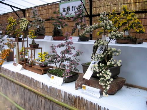 菊盆栽、受賞作に名札