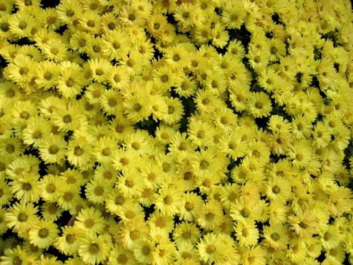 写真全面に黄色い菊