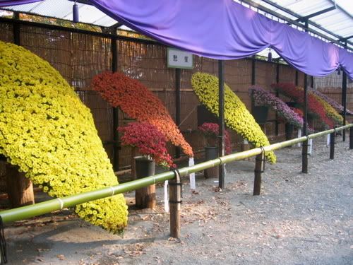 「懸崖」仕立ての菊が並ぶ
