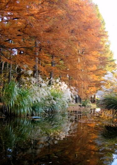 池のほとりで紅葉する樹々