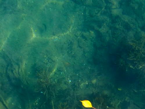 透き通った緑の海面