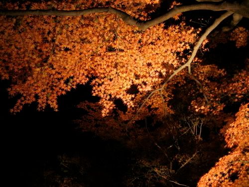 下から紅い照明が当たる紅葉