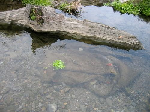 池に沈む朽ち木と麻袋