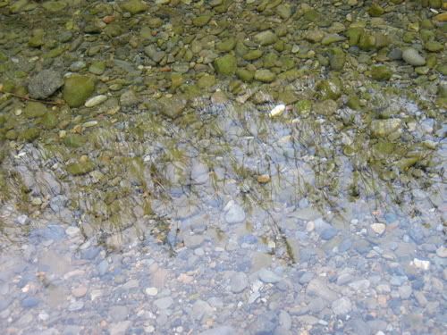 水面から石ころがくっきり見える