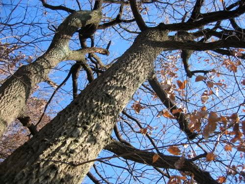 ごつごつした幹が2本、空へと伸びる