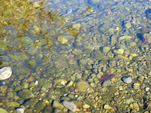 小指大の小魚が群れをなして泳ぐ