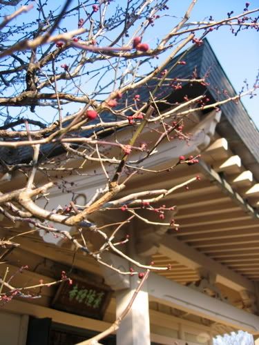 蕾の膨らんだ紅梅