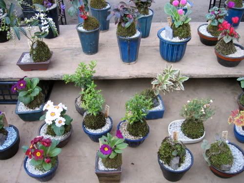 白砂に苔玉を配した花盆栽