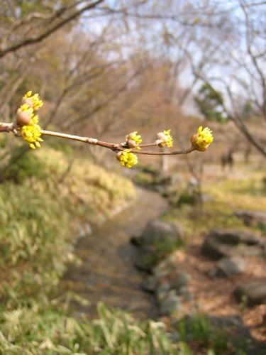 小川をバックにサンシュユの花