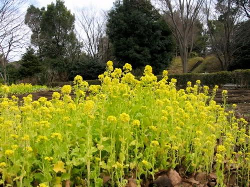 菜園の一角に咲き誇る菜の花