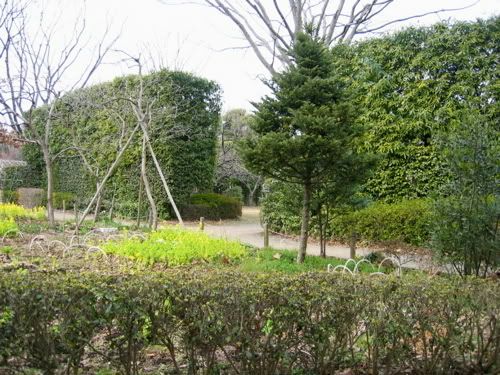 民家を囲む常緑樹の高い生垣