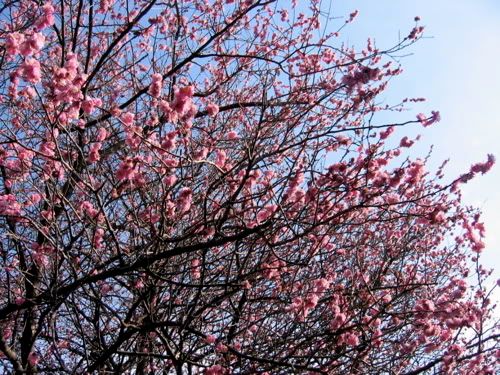 青空と満開の桃色の梅