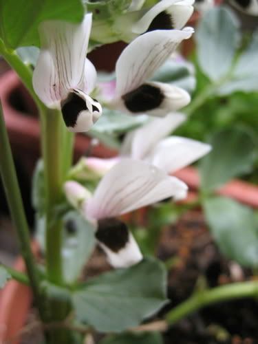 薄紫に濃い紫の斑のあるソラマメの花数輪
